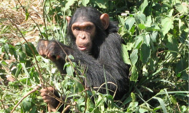 Chimpanzee Trekking in Rwanda during COVID-19