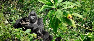 3 Days Rwanda Gorilla Trekking Safari