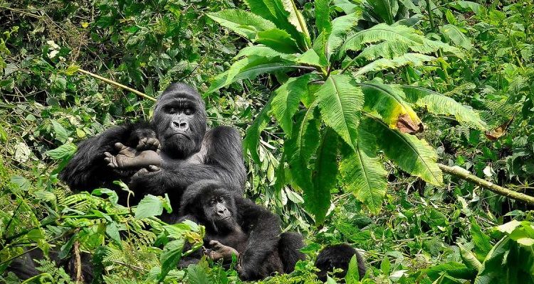 3 Days Rwanda Gorilla Trekking Safari