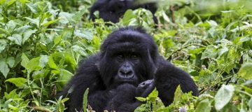 3 Days Virunga Gorilla Trekking Safari