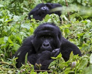 3 Days Virunga Gorilla Trekking Safari