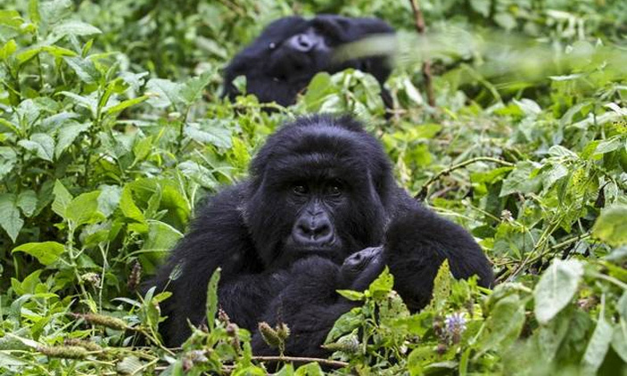 3 Days Virunga Gorilla Trekking Safari