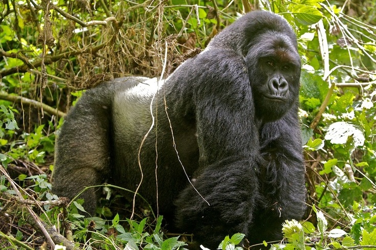 3 Days Virunga Gorilla Trekking Safari
