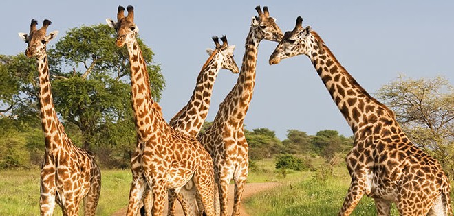 4 Days Akagera Wildlife Safari