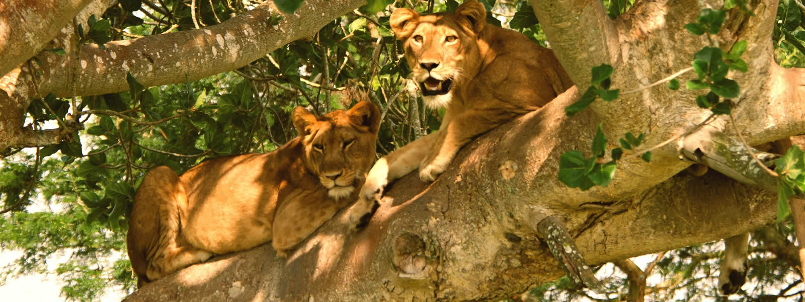 Tree Climbing Lions in Uganda