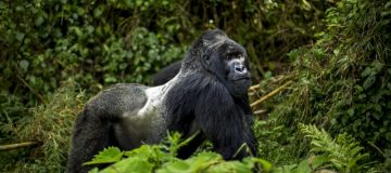 4 Days Rwanda Double Gorilla Trekking Safari