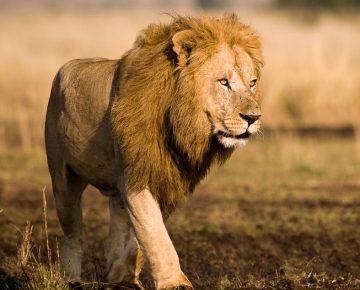 4 Days Rwanda Wildlife & Uganda Gorilla Trekking