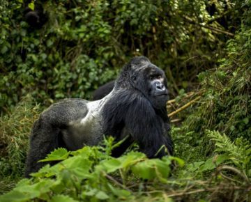 4 Days Uganda Double Gorilla Trekking from Kigali