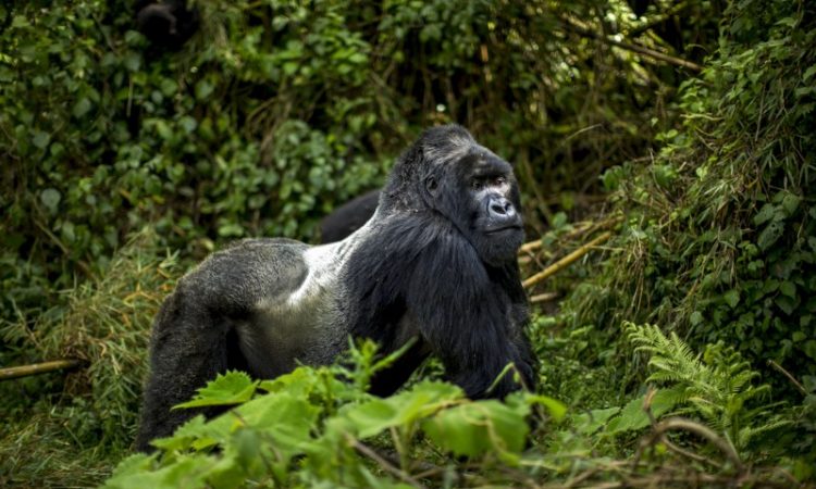 4 Days Uganda Double Gorilla Trekking from Kigali
