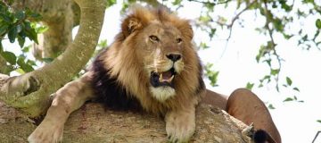Top places to consider for a safari in East Africa