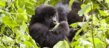 5 Days Uganda Double Gorilla Trekking from Kigali