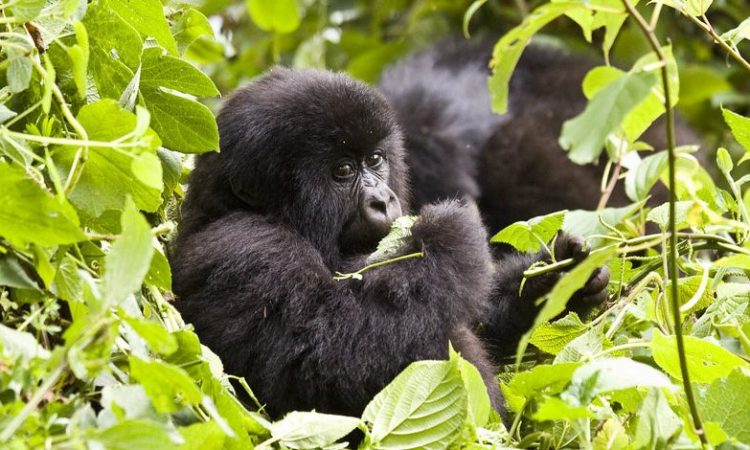 5 Days Uganda Double Gorilla Trekking from Kigali