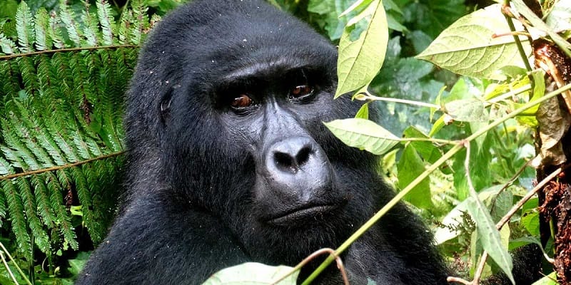 5 Days Uganda Double Gorilla Trekking from Kigali