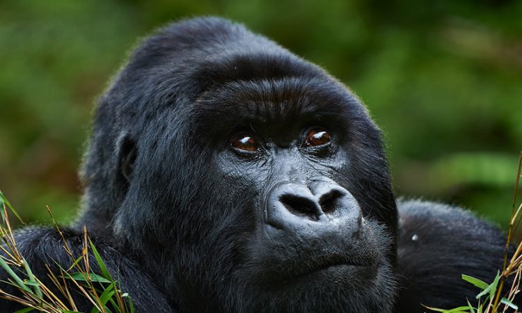 Gorilla Trekking Rules and Regulations in Rwanda