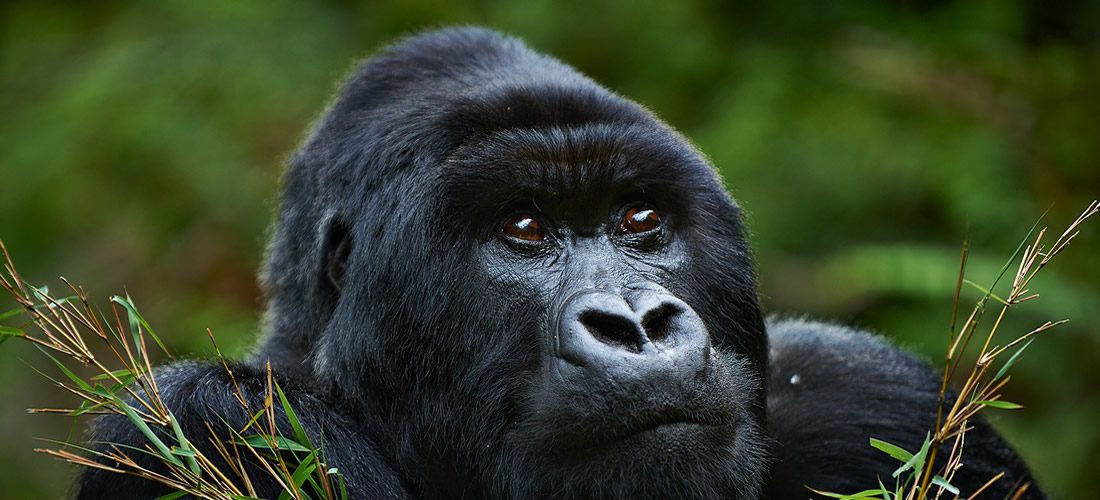 Gorilla Trekking Rules and Regulations in Rwanda