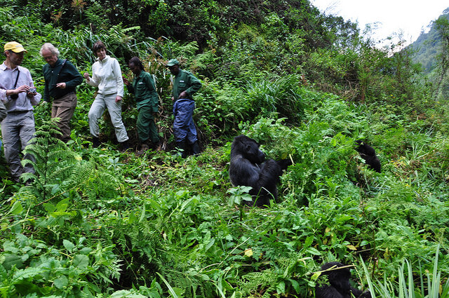 Gorilla Trekking Safety in Rwanda