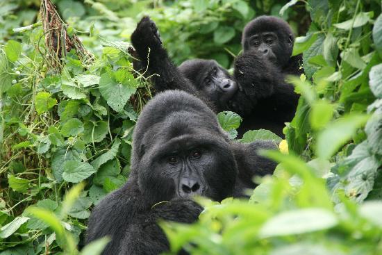 Gorilla Trekking in Rwanda vs Uganda