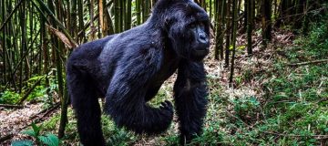Gorilla Trekking Safety in Rwanda