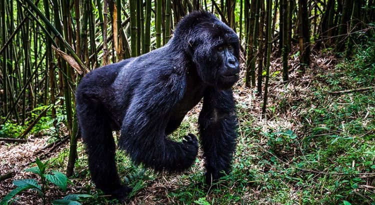 Gorilla Trekking Safety in Rwanda