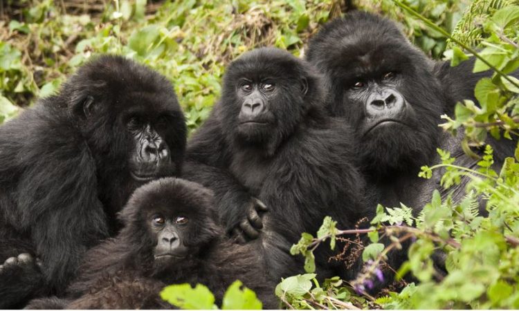 Safety of Gorilla Trekking in Rwanda