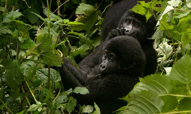 Safety of Gorilla Trekking in Rwanda