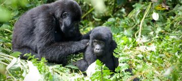 Top Tourist Activities in Rwanda 2020