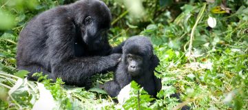 Top Tourist Activities in Rwanda 2020