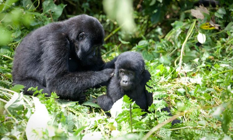 Top Tourist Activities in Rwanda 2020