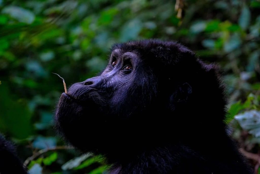 2 Days Bwindi Gorilla Trekking from Kigali