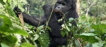 Gorilla Trekking in Rwanda vs Uganda