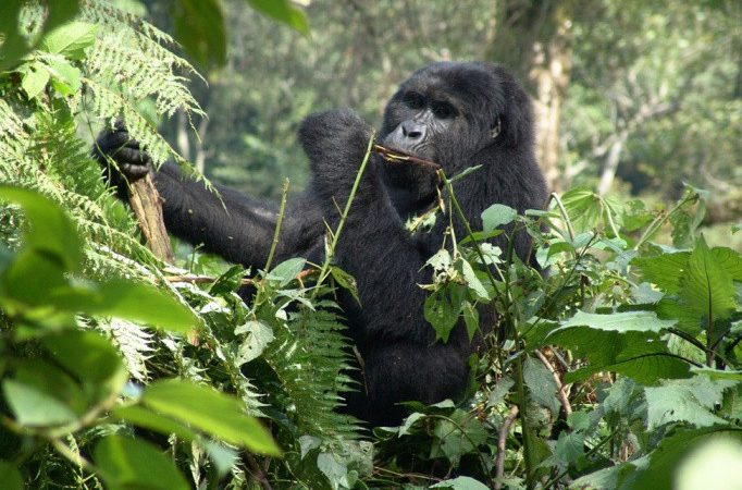 Gorilla Trekking in Rwanda vs Uganda