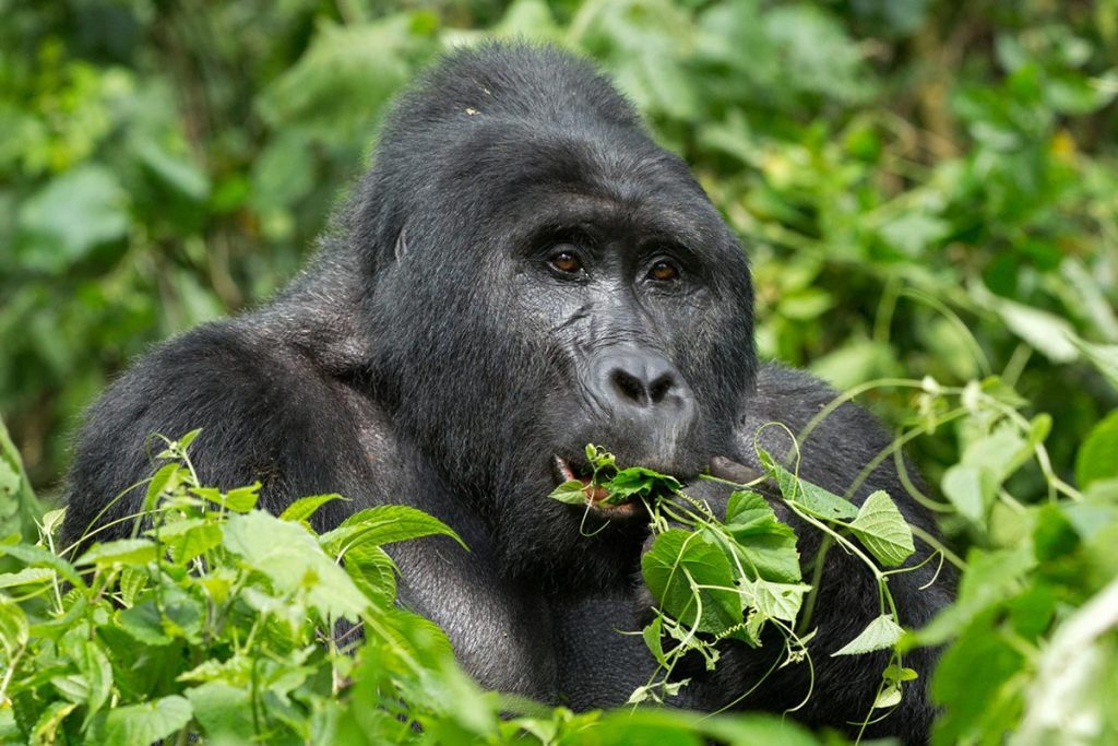 3 Days Rwanda Gorilla Trekking Safari