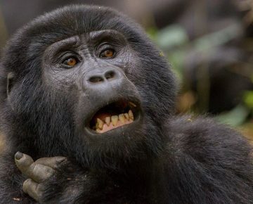 2 Days Bwindi Gorilla Trekking from Kigali