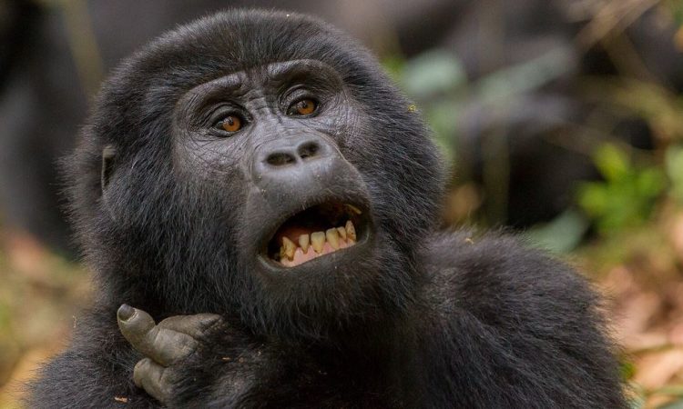 2 Days Bwindi Gorilla Trekking from Kigali