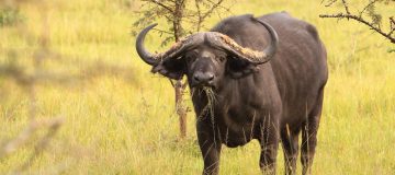 4 Days Lake Mburo & Queen Elizabeth Wildlife Safari