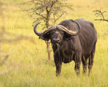 4 Days Lake Mburo & Queen Elizabeth Wildlife Safari