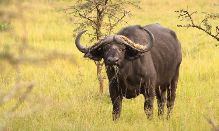 4 Days Lake Mburo & Queen Elizabeth Wildlife Safari