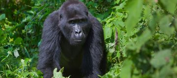 6 Days Virunga & Volcanoes Gorilla Trekking safari