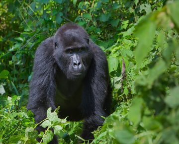 6 Days Virunga & Volcanoes Gorilla Trekking safari