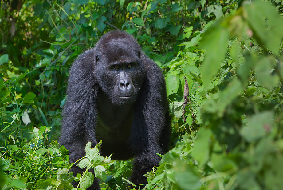 Gorillas in Africa