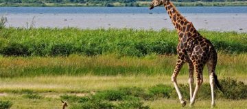 10 Days Best of Uganda safari