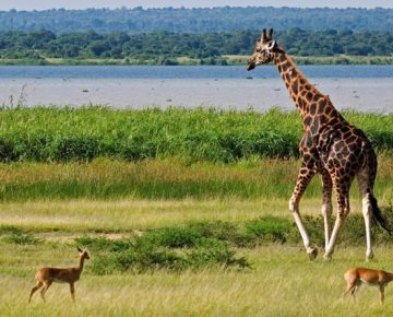 10 Days Best of Uganda safari