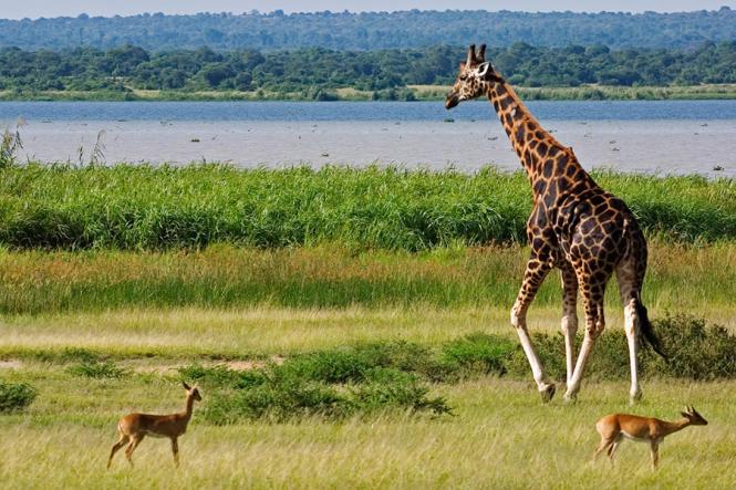 10 Days Best of Uganda safari