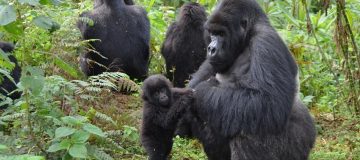 10 Days Uganda and Rwanda safari