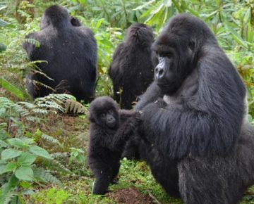 10 Days Uganda and Rwanda safari