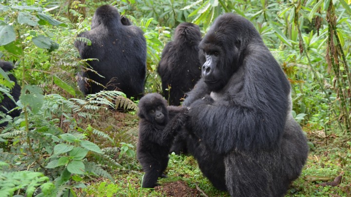 10 Days Uganda and Rwanda safari