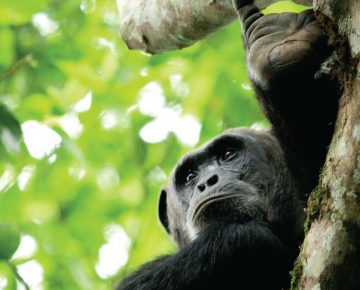 15 Days Uganda and Rwanda Safari
