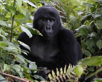 2 Days Bwindi Gorilla Safari from Kigali