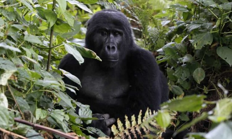 16 Days Rwanda and Uganda Gorillas & Wildlife Safari