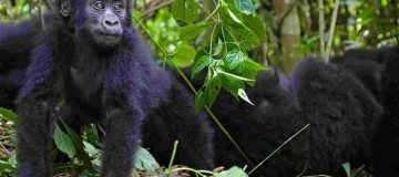 5 Days Uganda Gorilla Trek and Rafting Safari